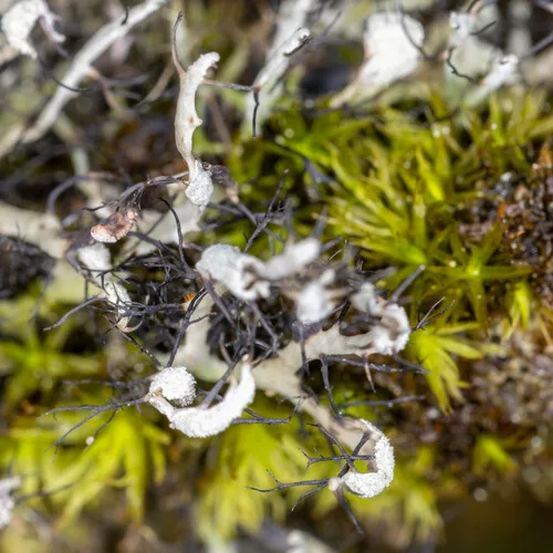 Elegant Fringe Lichen