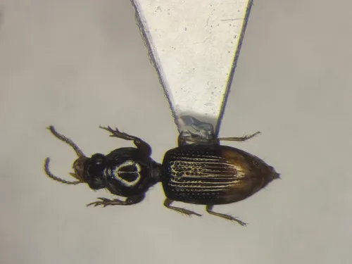 Dyschirius haemorrhoidalis