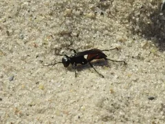 Palmodes dimidiatus thumbnail 2