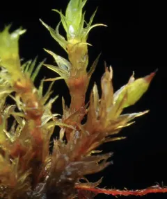 Pulvigera papillosa thumbnail 2