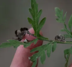 Agromyza ambrosivora thumbnail 2