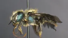 Texas Mason Bee thumbnail 1