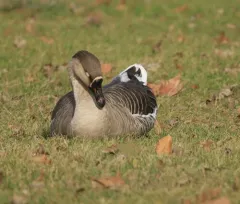 Swan Goose thumbnail 3