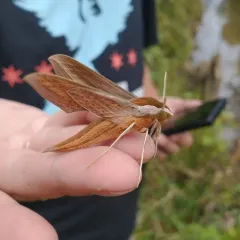 Tersa Sphinx thumbnail 2