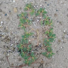 seaside sandmat thumbnail 2
