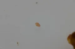 Megalothorax minimus thumbnail 3
