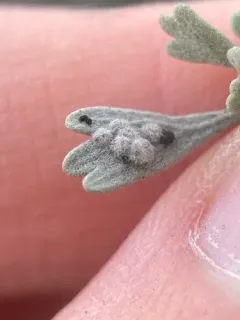 Rhopalomyia hirtibulla thumbnail 2