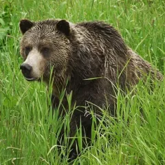 Brown Bear thumbnail 3