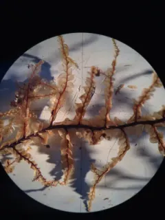 Radula auriculata thumbnail 3