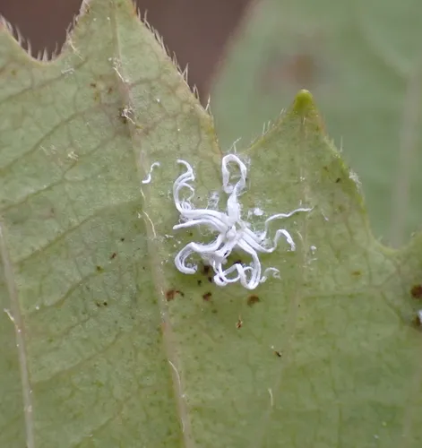 Trialeurodes pergandei