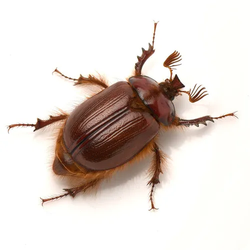 Pleocoma crinita