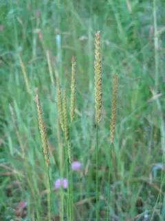 crested dogtail grass thumbnail 2