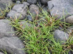 Shoreweed thumbnail 2