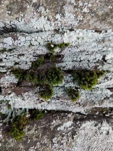 Cynodontium polycarpon