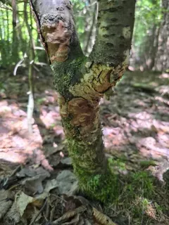 Phellinus prunicola thumbnail 2