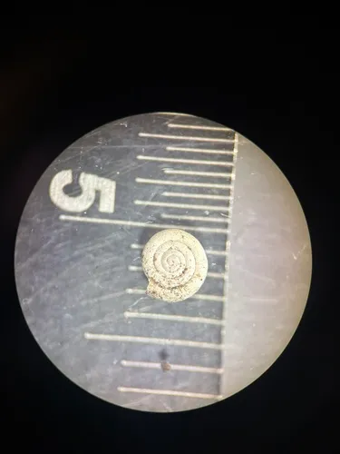 Compound Coil