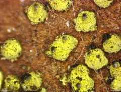 Thyronectroidea chrysogramma thumbnail 1