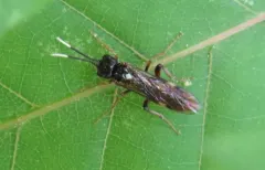 White-tipped Sawfly thumbnail 4
