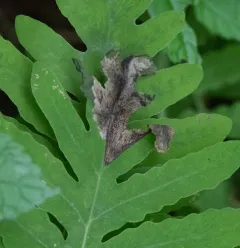 Chirosia gleniensis thumbnail 2