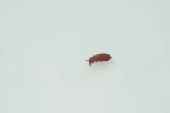 Brachystomella parvula thumbnail 3