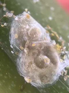 Cyanophyllum Scale thumbnail 2
