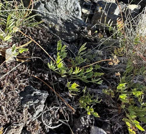 Greenman's Biscuitroot