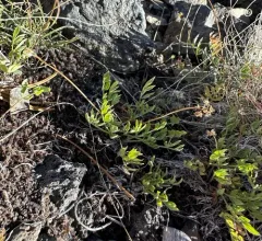 Greenman's Biscuitroot thumbnail 1