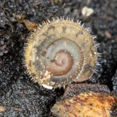 Pygmy Oregonian thumbnail 3