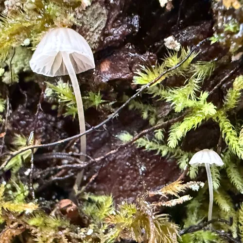Bark Bonnet