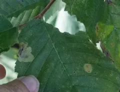 Elm Leafminer thumbnail 2