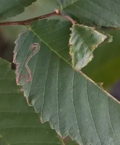 Stigmella apicialbella thumbnail 2