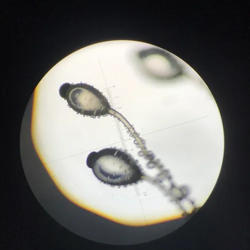 Pilobolus roridus