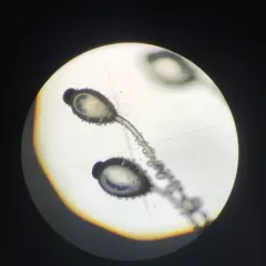 Pilobolus roridus thumbnail 1