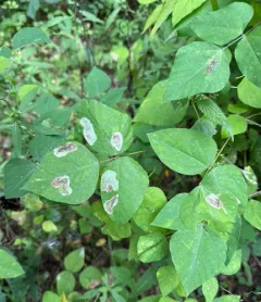 Leucanthiza amphicarpeaefoliella thumbnail 2