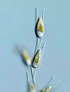 Dinobryon cylindricum thumbnail 1