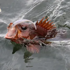 Brown Rockfish thumbnail 2