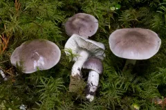 Tricholoma mutabile thumbnail 3