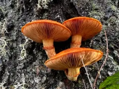Spectacular Rustgill thumbnail 2