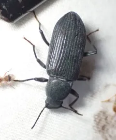 Decaying Darkling Beetle thumbnail 4