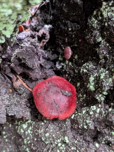 Maroon Madrone Tubaria
