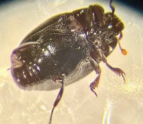 Carcinops pumilio