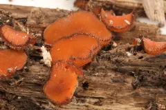 Scutellinia olivascens thumbnail 2