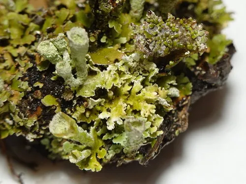 Humble Pixie-cup Lichen