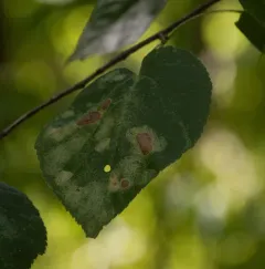 Basswood Lace Bug thumbnail 3