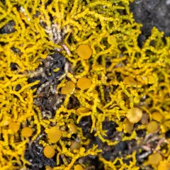 Coral Firedot Lichen thumbnail 4
