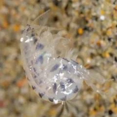 Proboscinotus loquax thumbnail 3