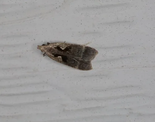 Hairy Dichomeris Moth