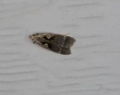 Hairy Dichomeris Moth thumbnail 1