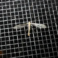 Dicranota flaveola thumbnail 2
