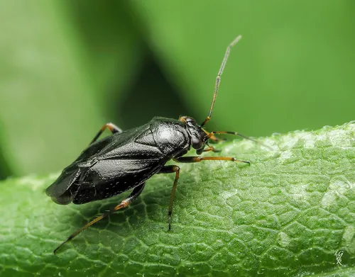 Slaterocoris breviatus